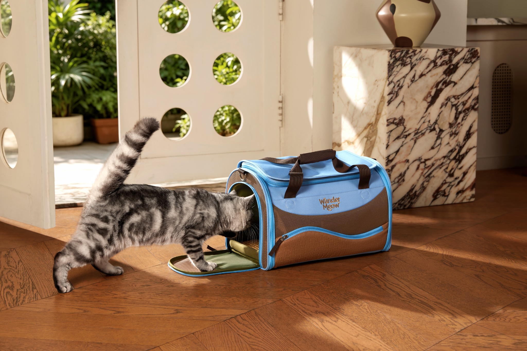 Full view of a silver tabby, including its raised tail, investigating the open side entry of the blue Wander Meow carrier in a sunlit room.